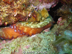 Close up, oktopus sleeping. Punta Salinas, Estartit/spain. by Judith Verkerk 